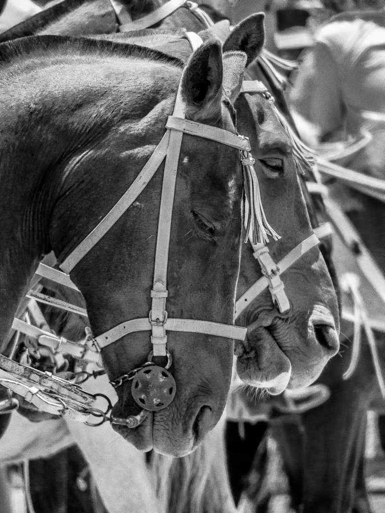 Photos de Gérald Ligonnet