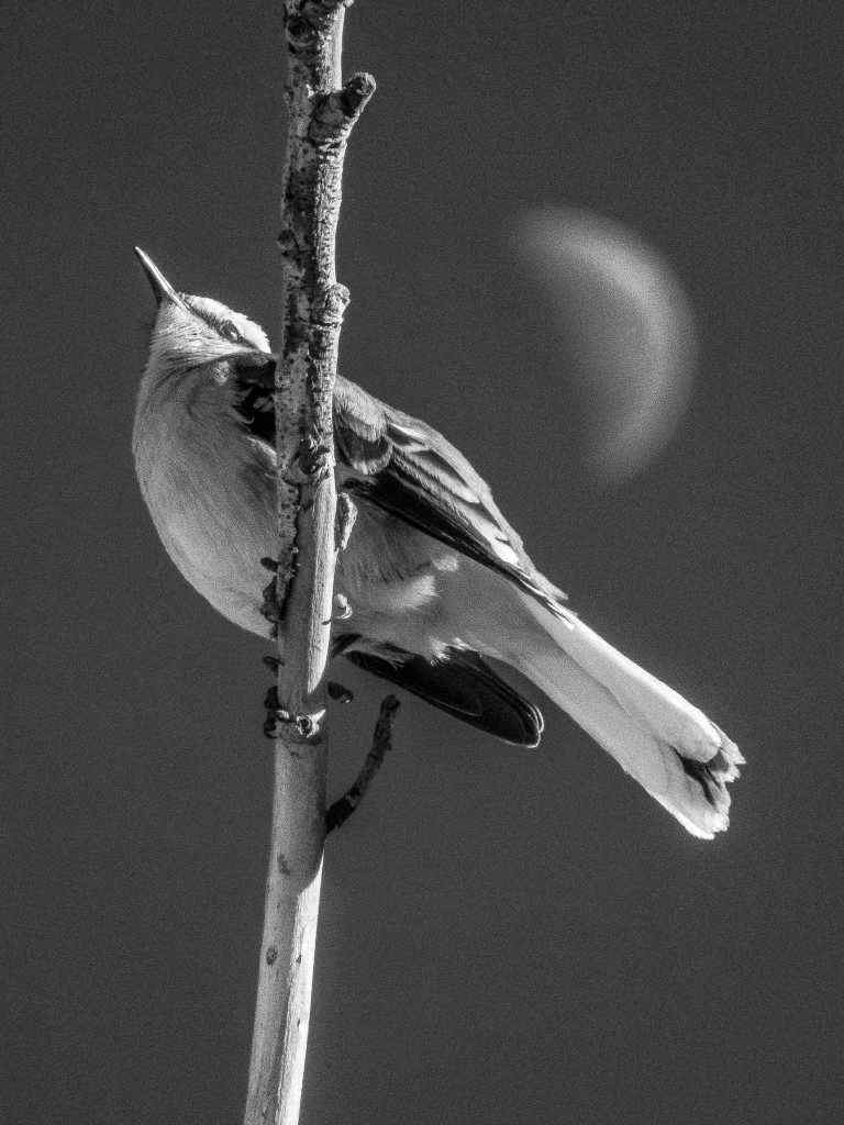 Photos de Gérald Ligonnet