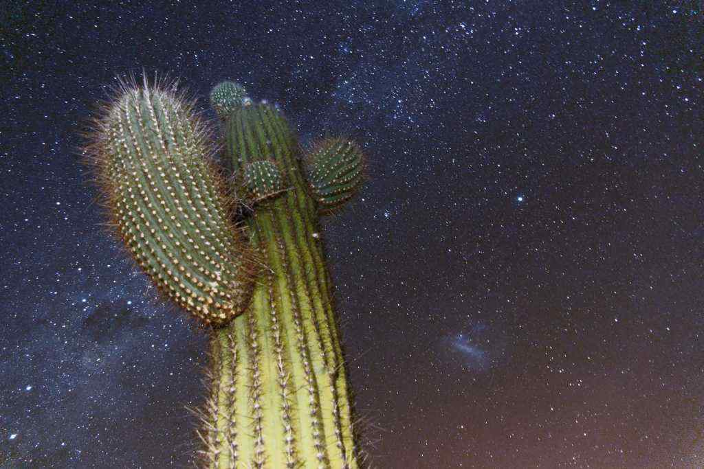 photo des Cactus en Argentine