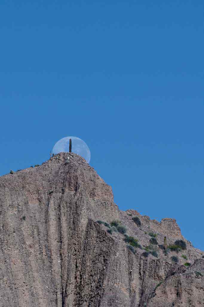 photo des Cactus en Argentine