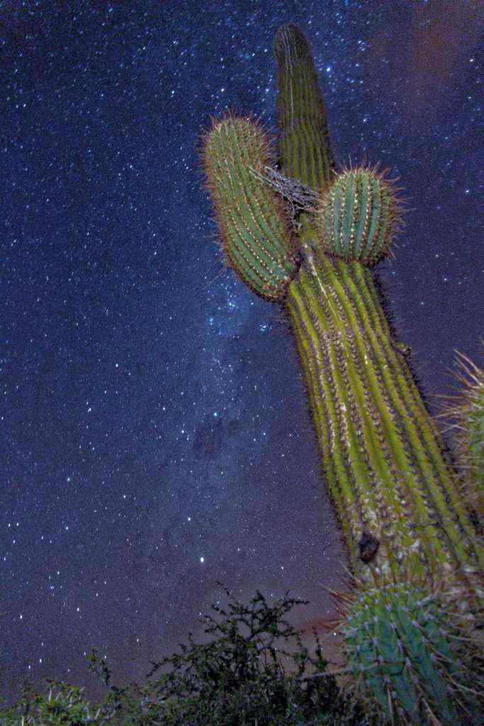 photo des Cactus en Argentine