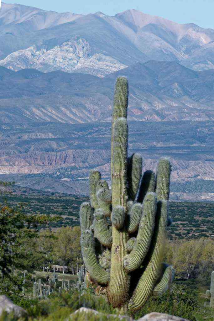 photo des Cactus en Argentine