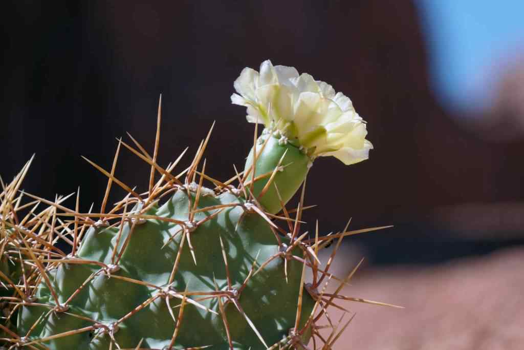 photo des Cactus en Argentine