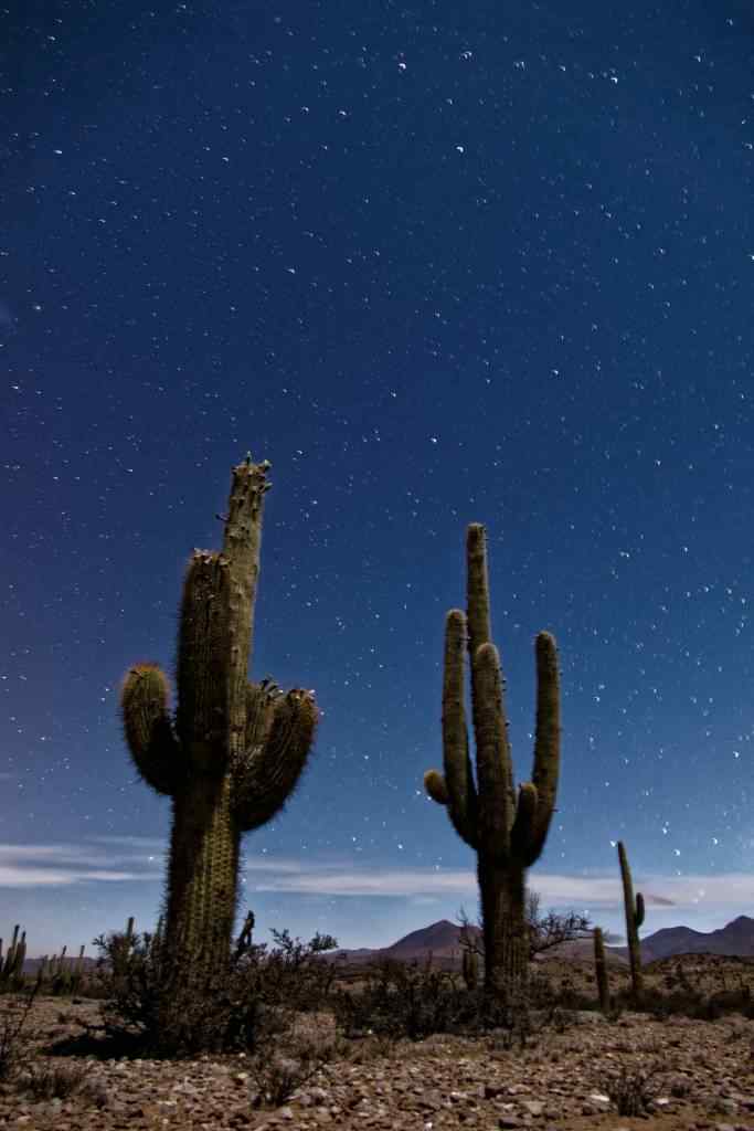 photo des Cactus en Argentine