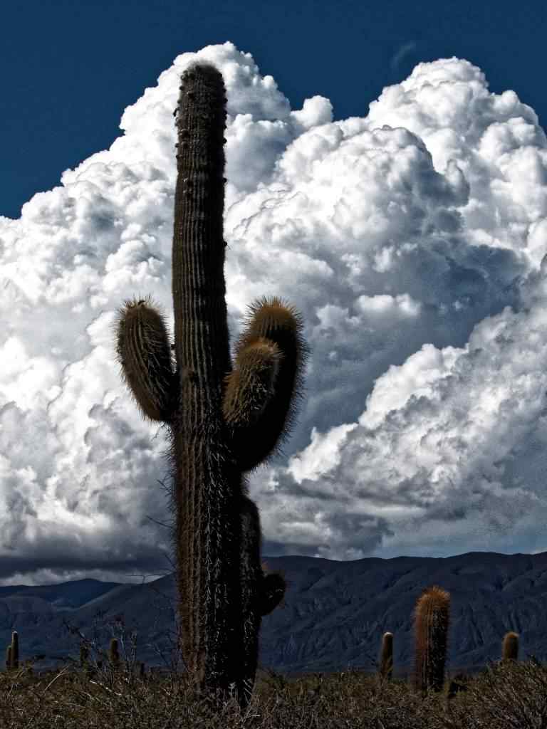 photo des Cactus en Argentine