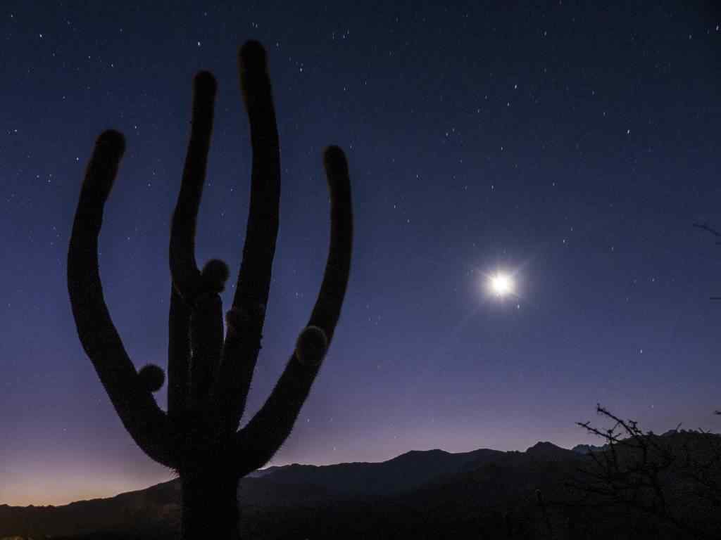 photo des Cactus en Argentine