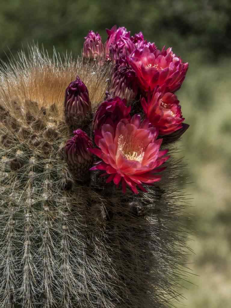 photo des Cactus en Argentine