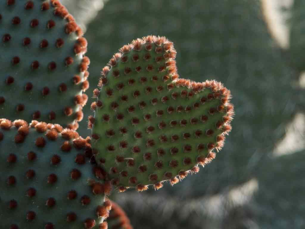 photo des Cactus en Argentine