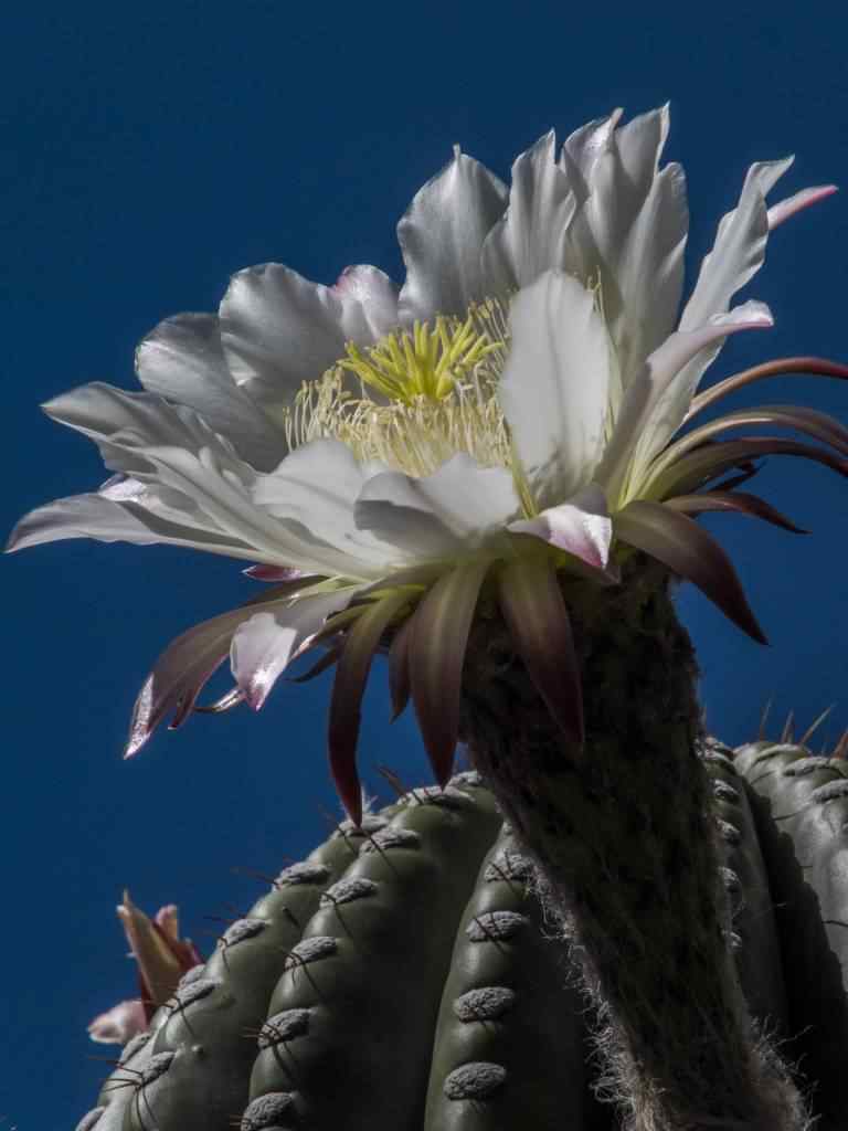 photo des Cactus en Argentine