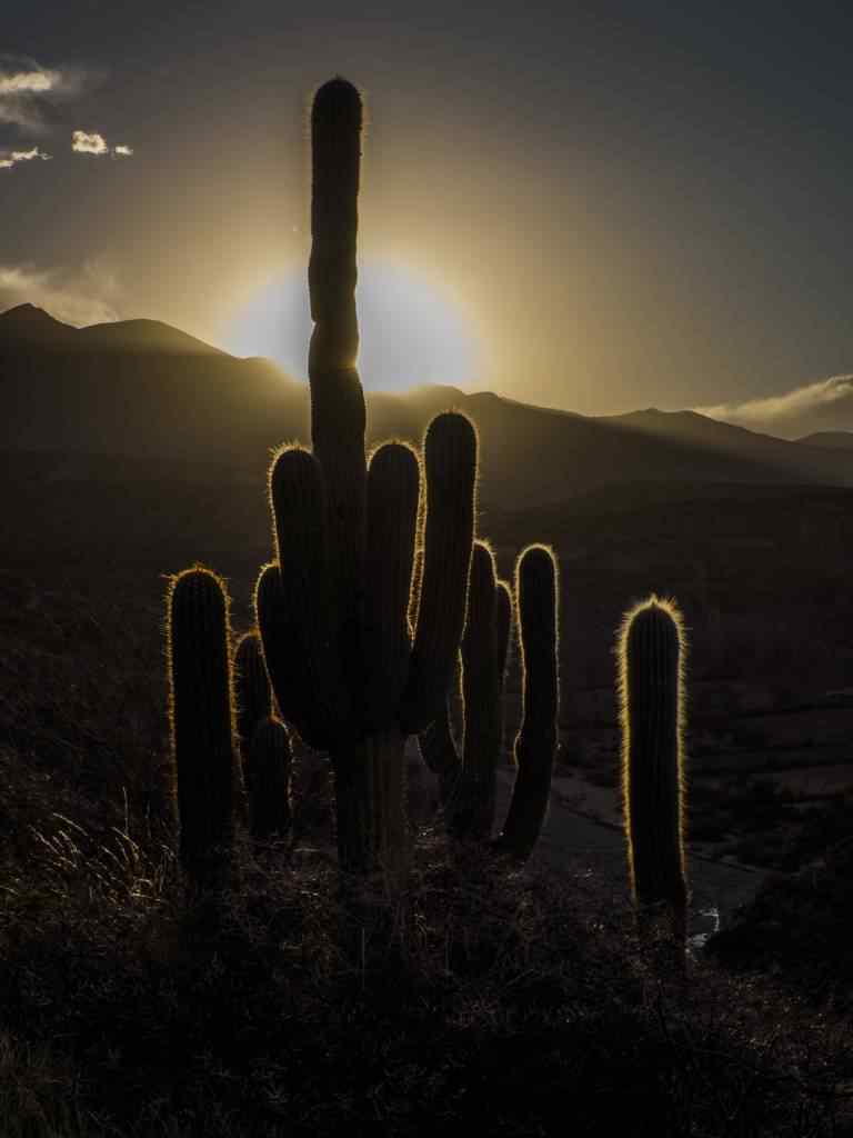 photo des Cactus en Argentine