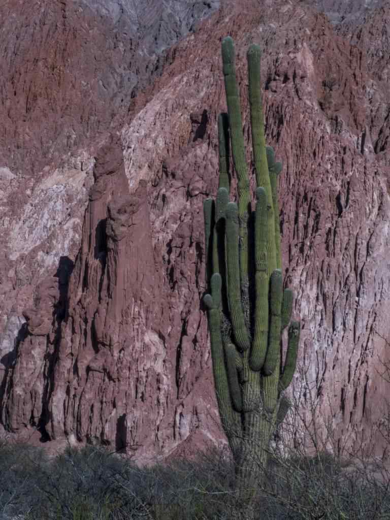 photo des Cactus en Argentine