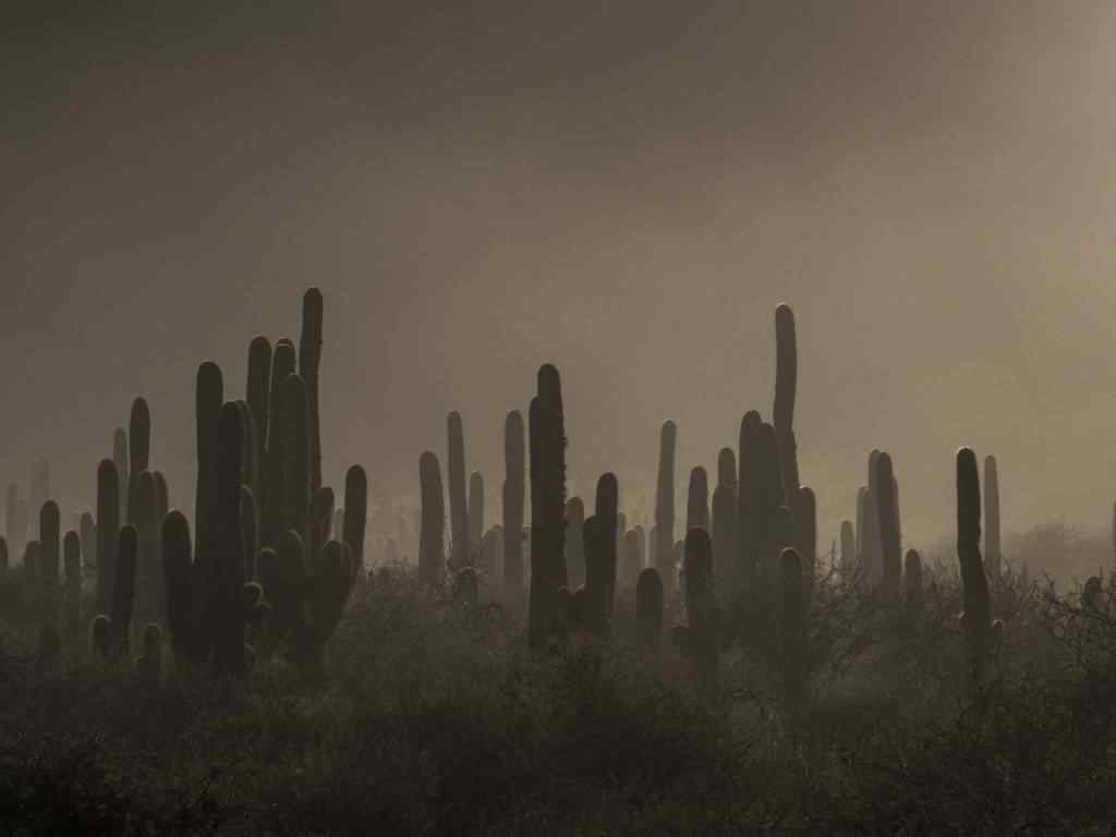 photo des Cactus en Argentine