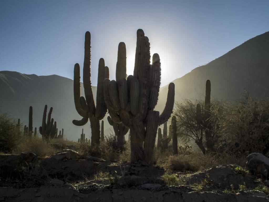 photo des Cactus en Argentine