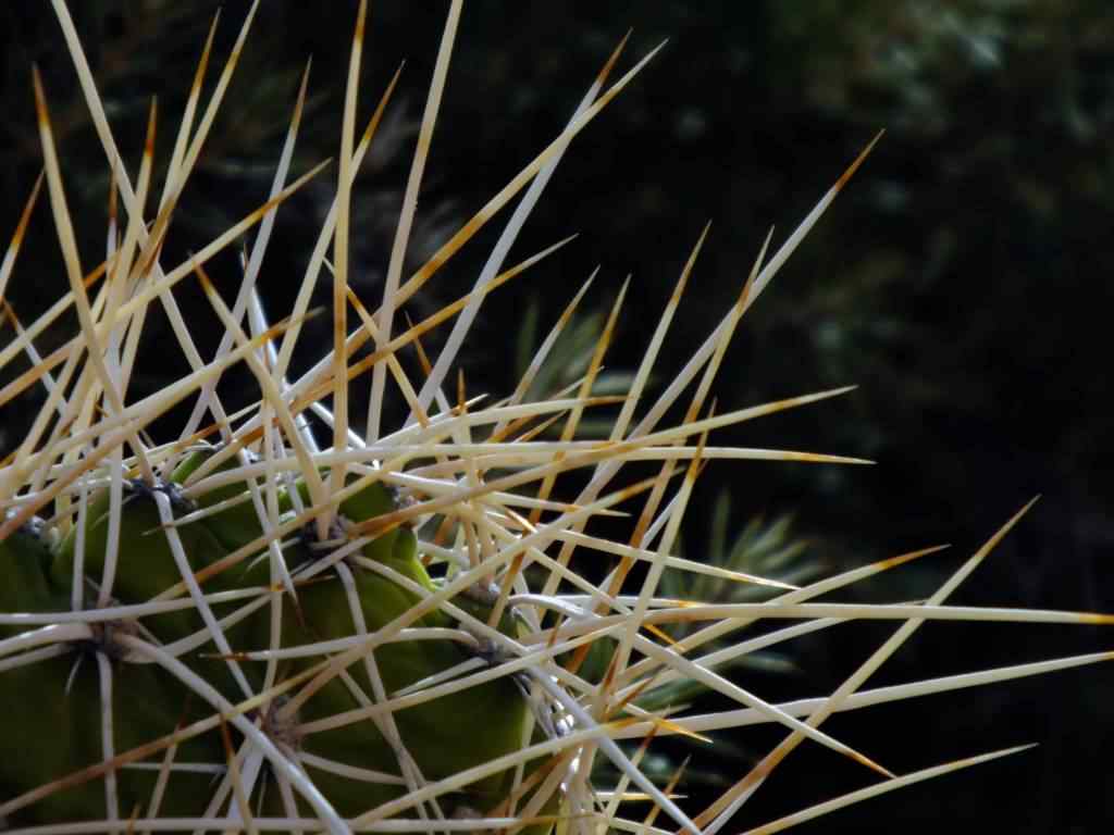 photo des Cactus en Argentine