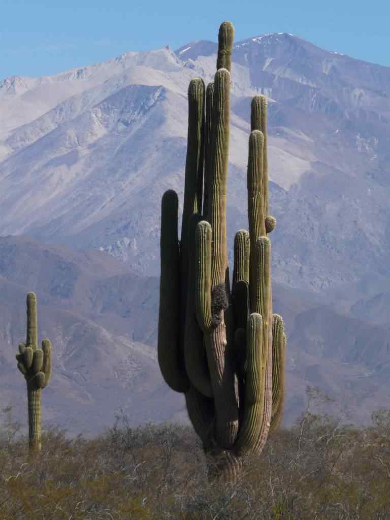 photo des Cactus en Argentine