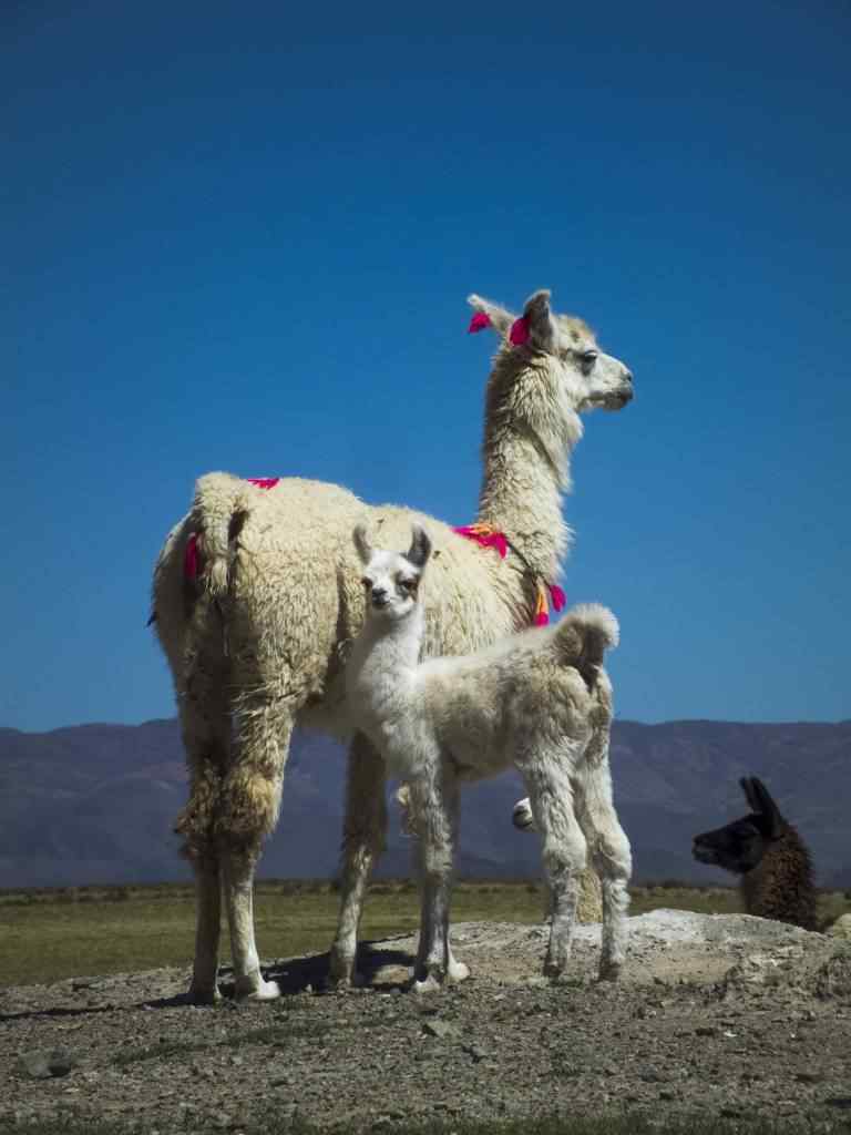 photo animal argentine