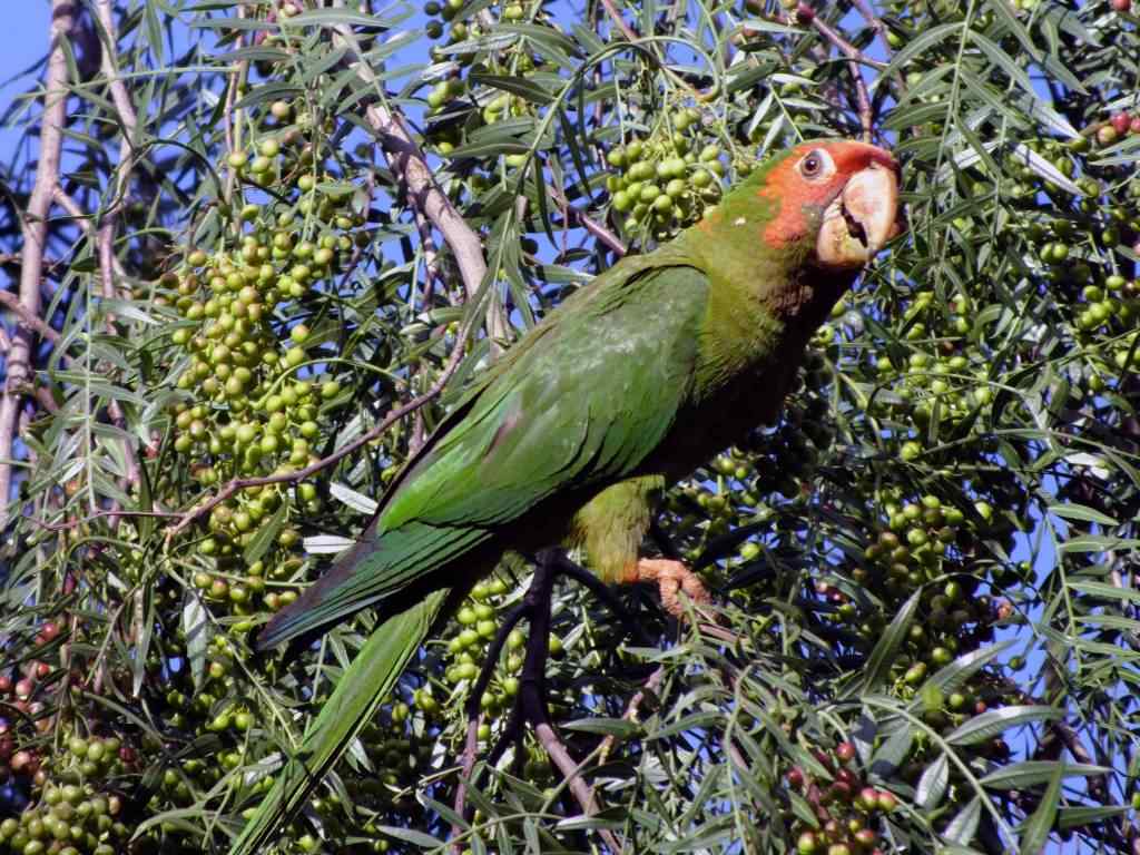 photo animal argentine