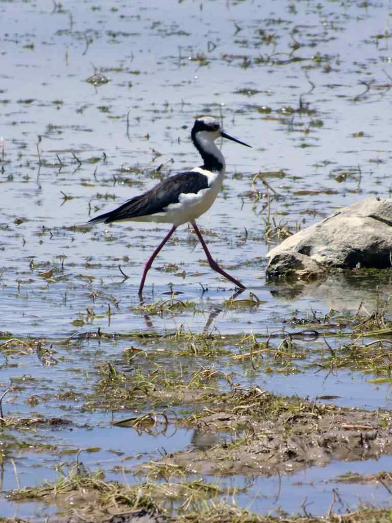 photo animal argentine