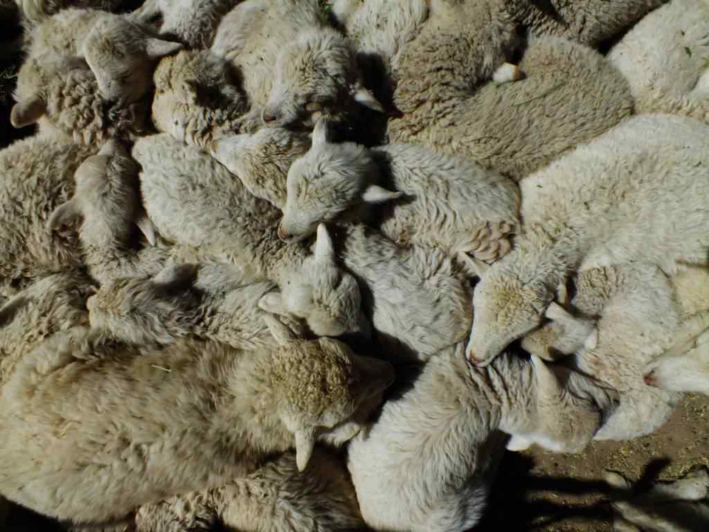 photo animal argentine