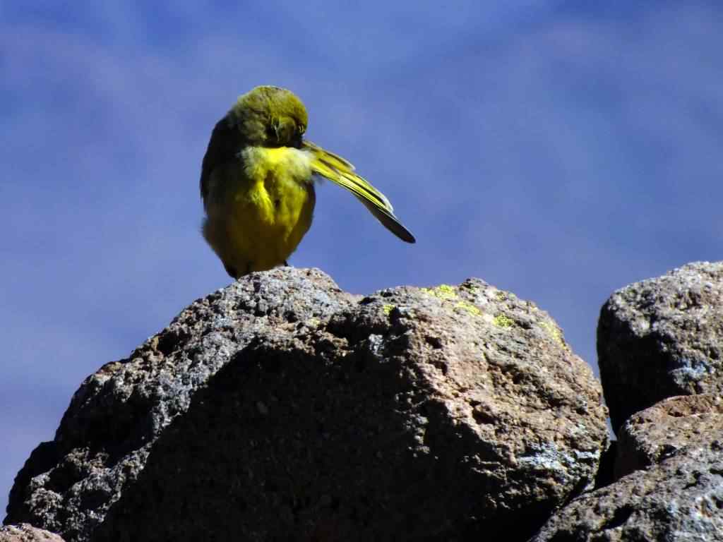photo animal argentine