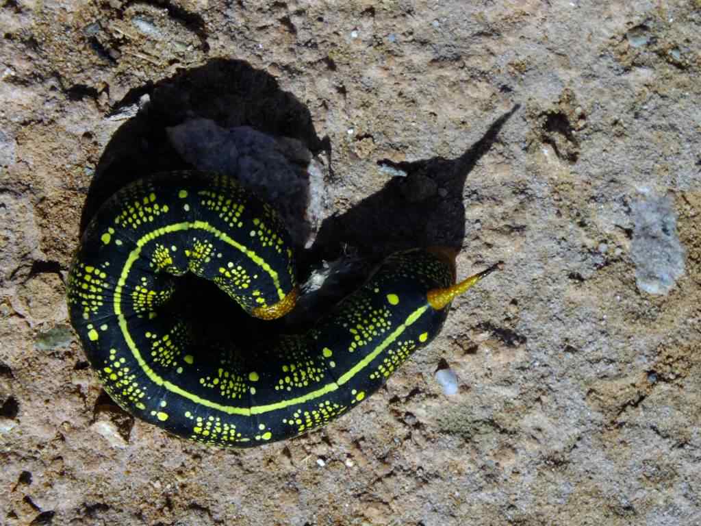 photo animal argentine