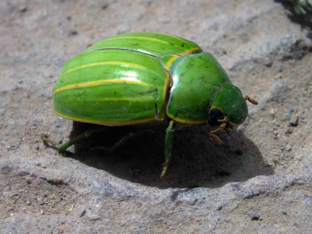photo animal argentine