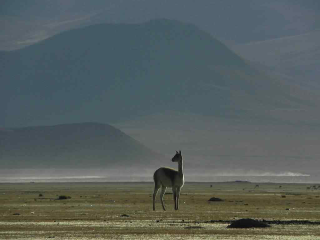 photo animal argentine