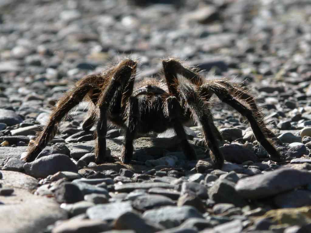 photo animal argentine