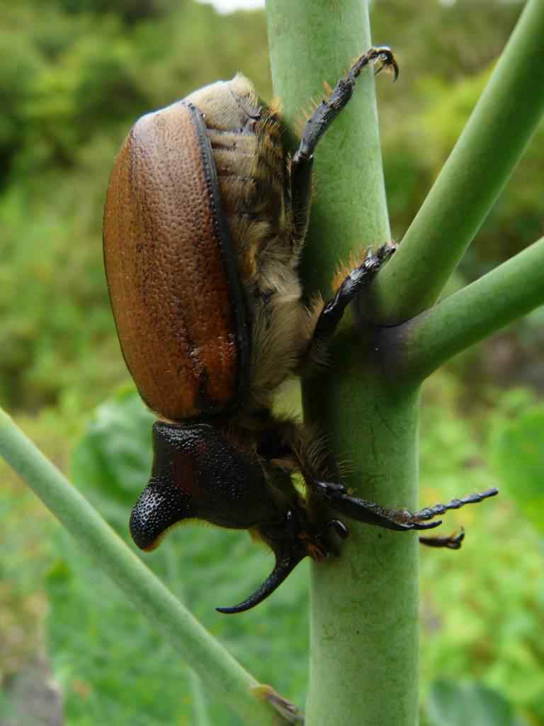 photo animal argentine