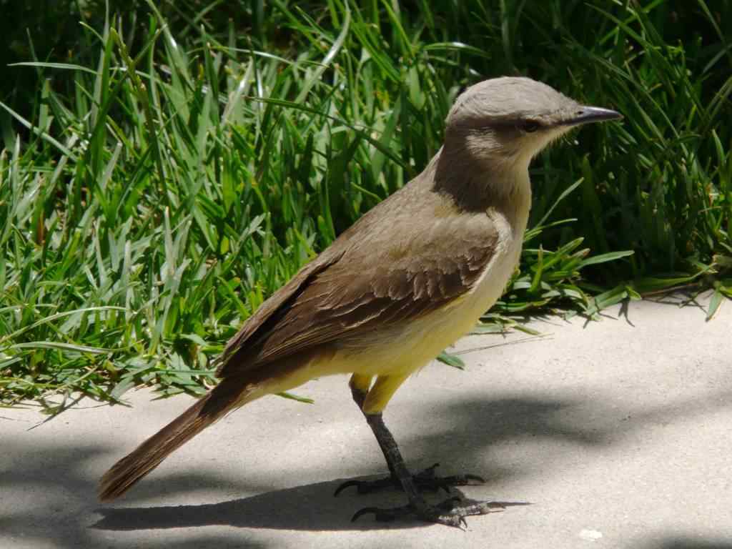 photo animal argentine