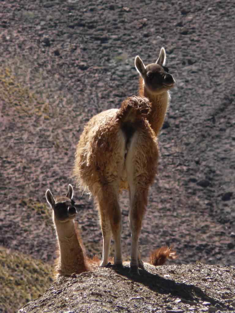 photo animal argentine