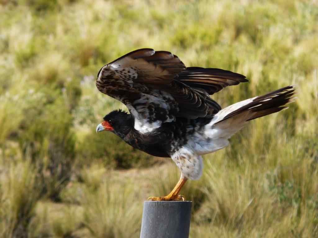 photo animal argentine