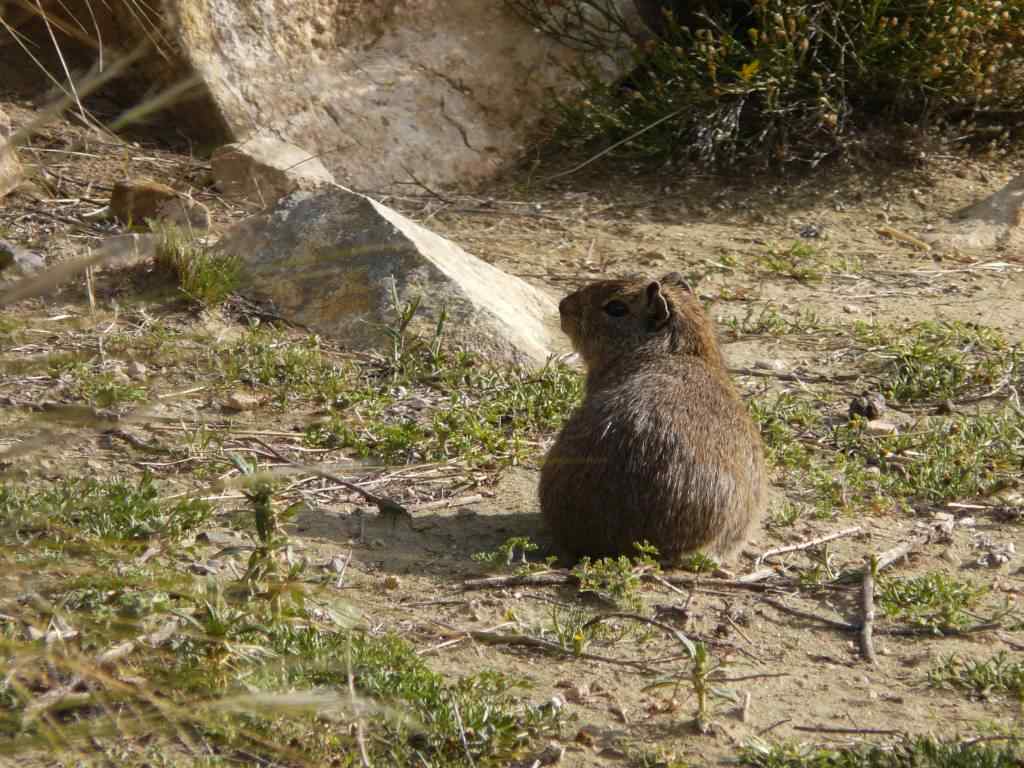 photo animal argentine