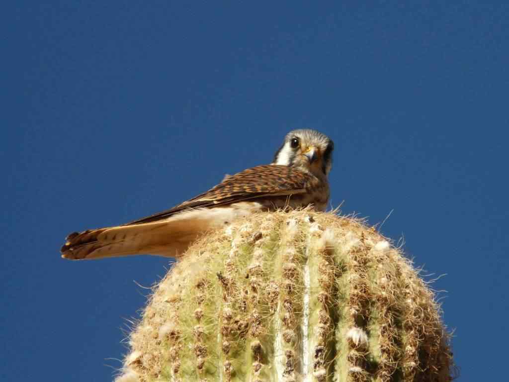 photo animal argentine