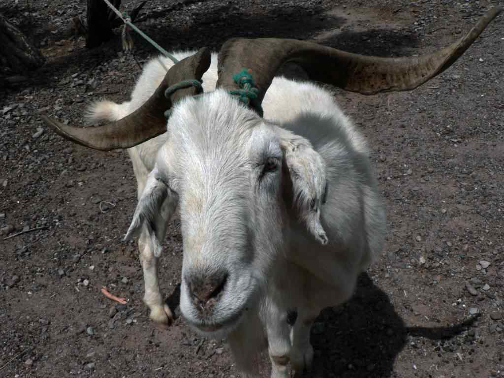 photo animal argentine