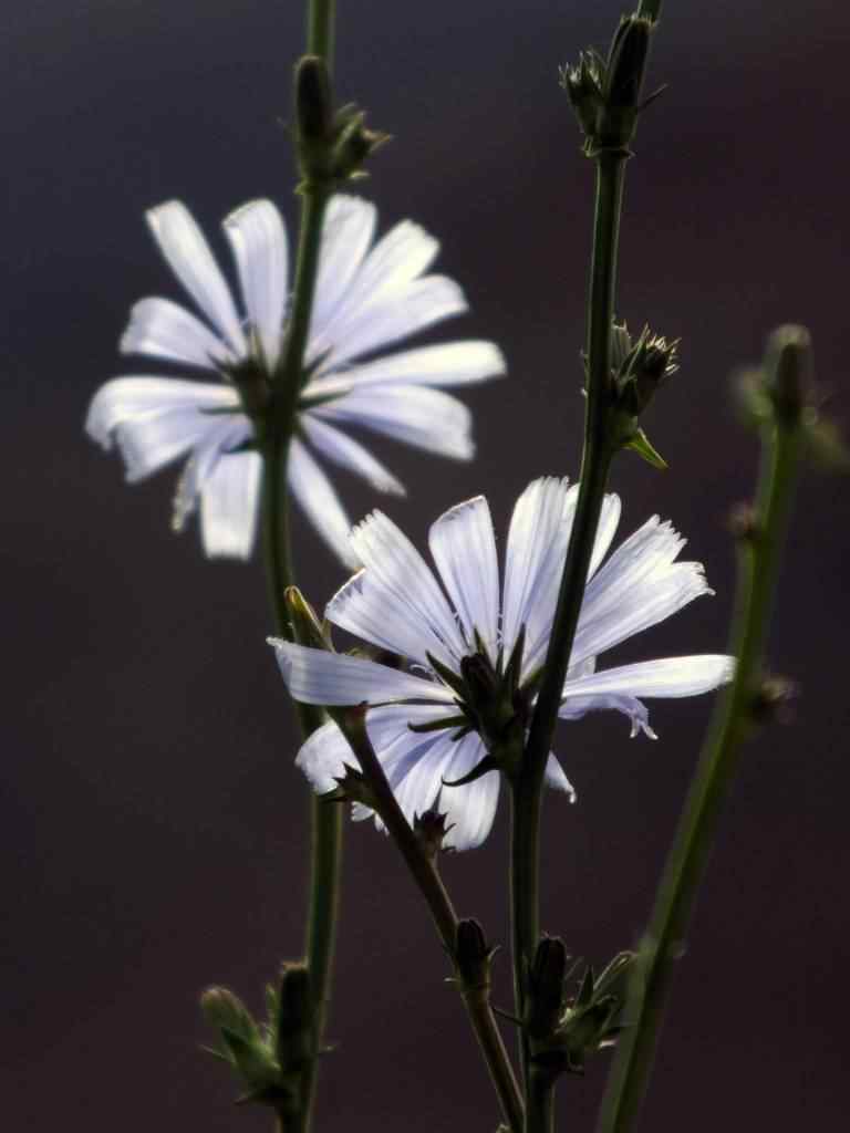 Photo de fleur en Argentine