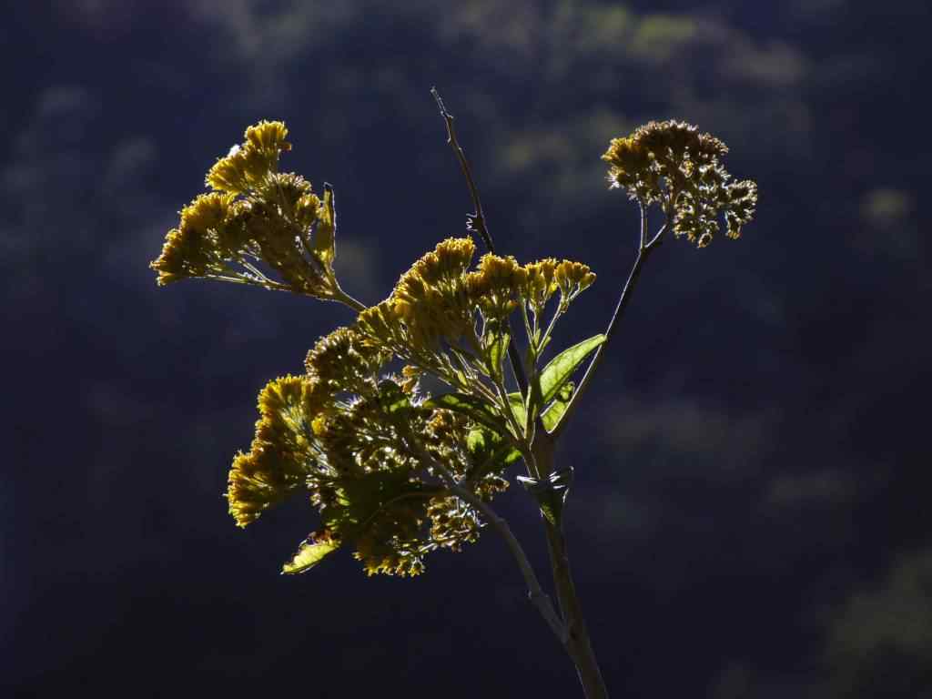Photo de fleur en Argentine