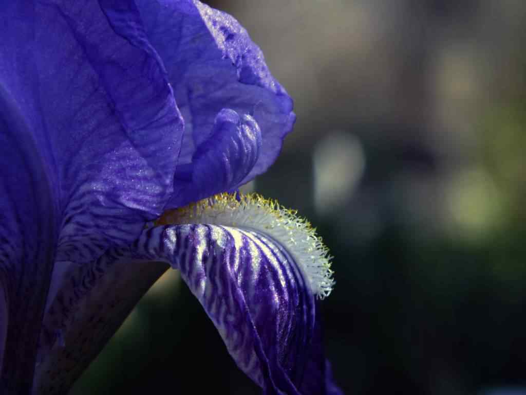 Photo de fleur en Argentine