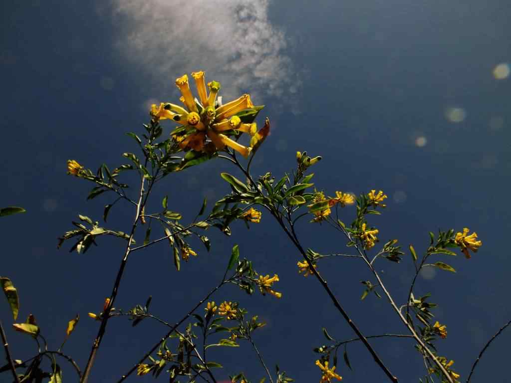 Photo de fleur en Argentine