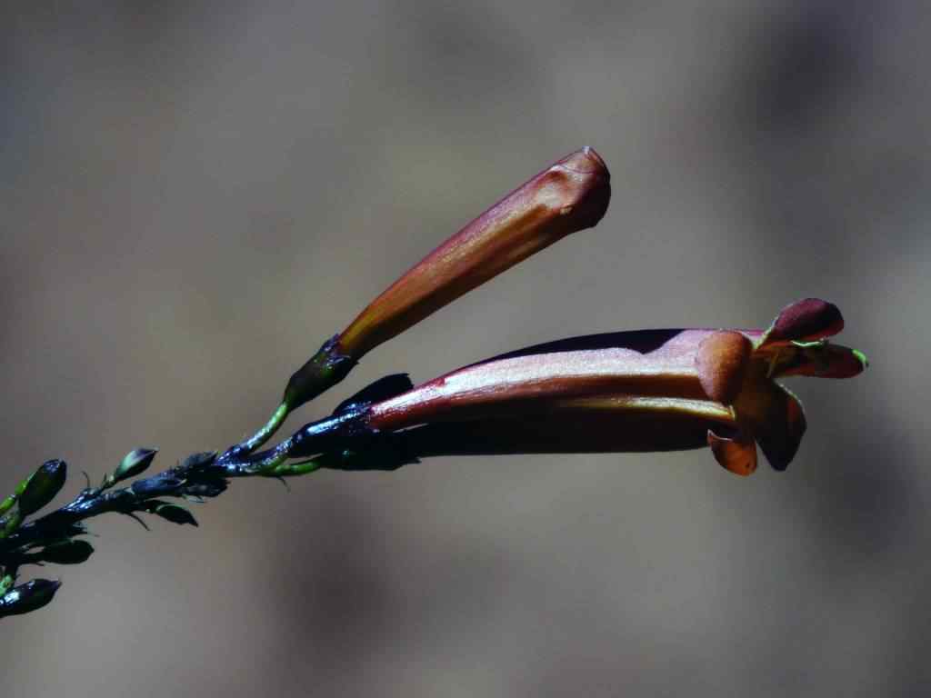 Photo de fleur en Argentine