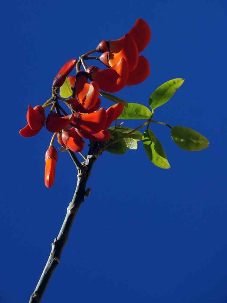 Photo de fleur en Argentine