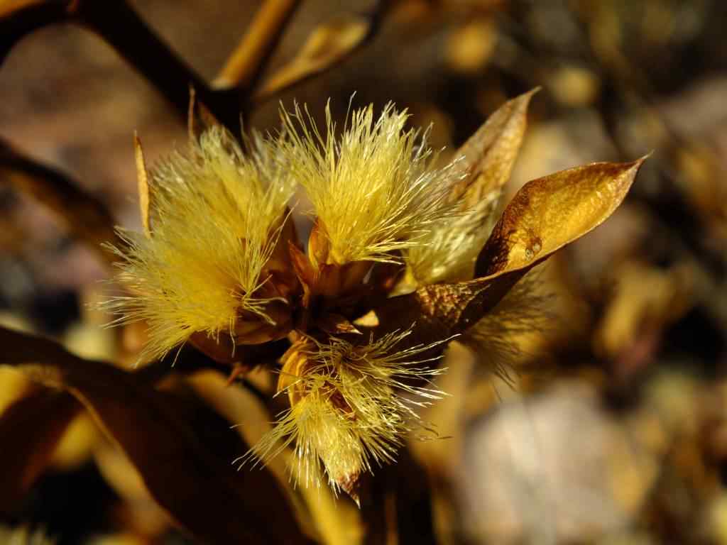 Photo de fleur en Argentine