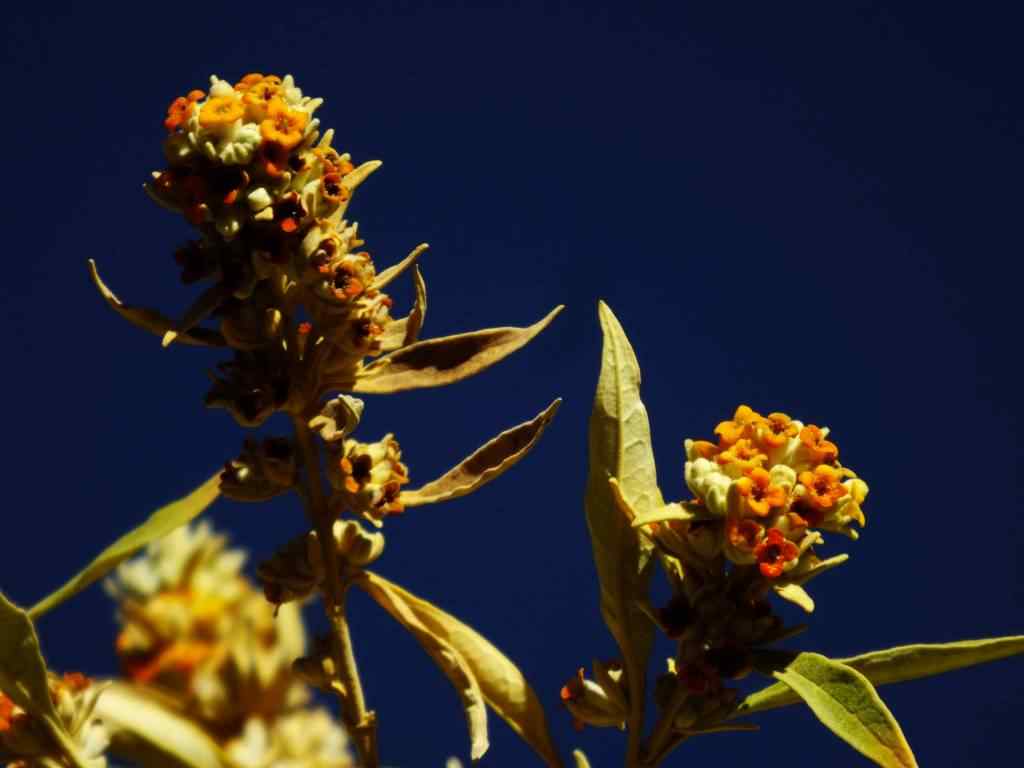 Photo de fleur en Argentine