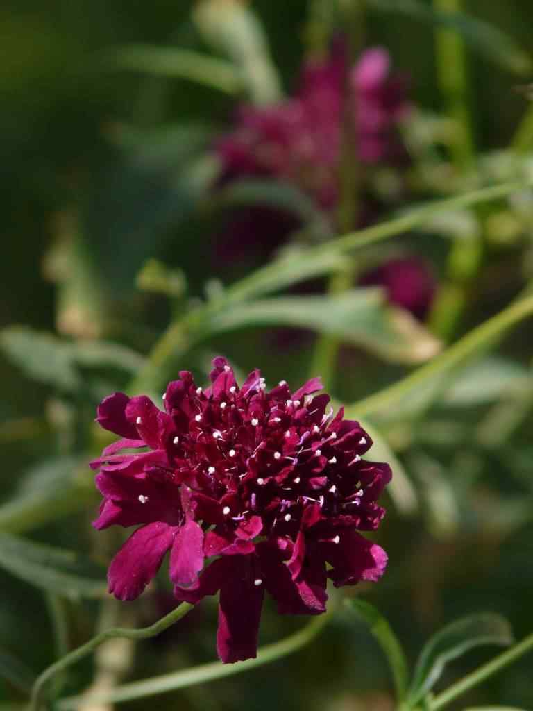 Photo de fleur en Argentine