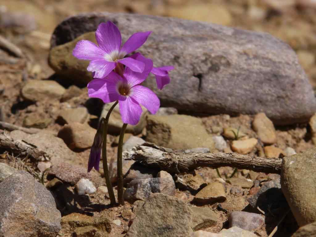 Photo de fleur en Argentine