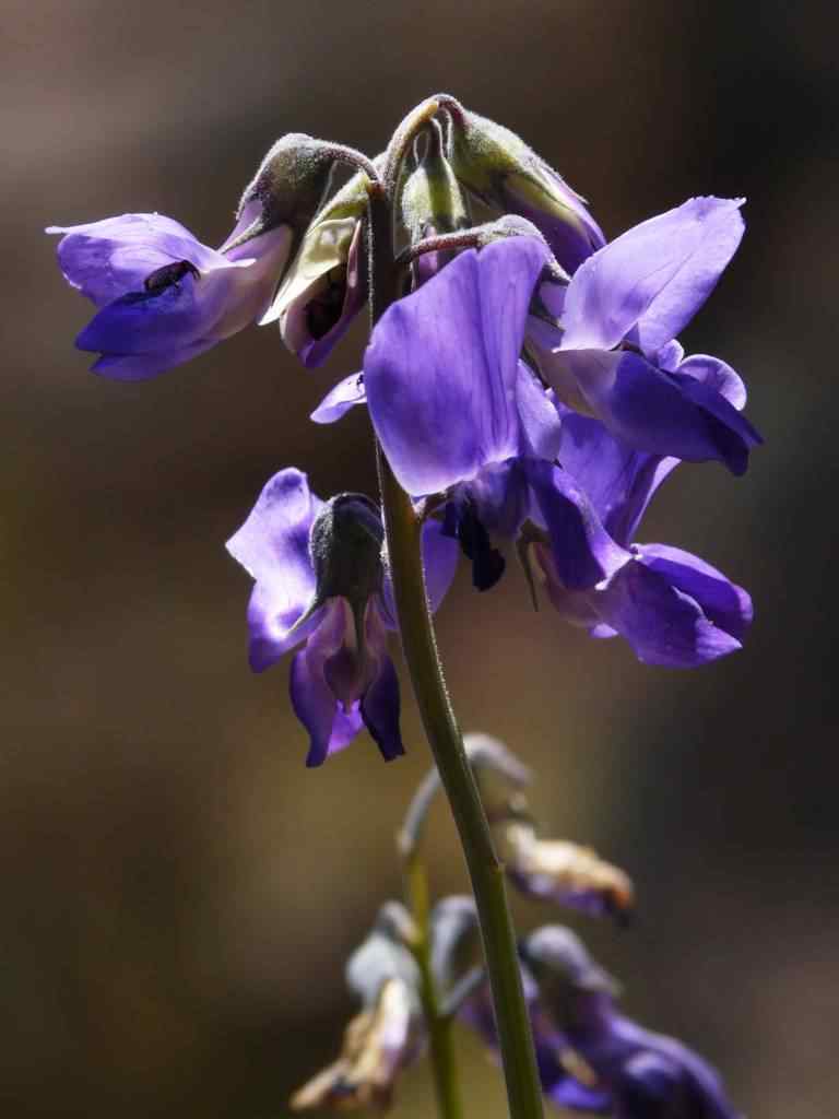 Photo de fleur en Argentine