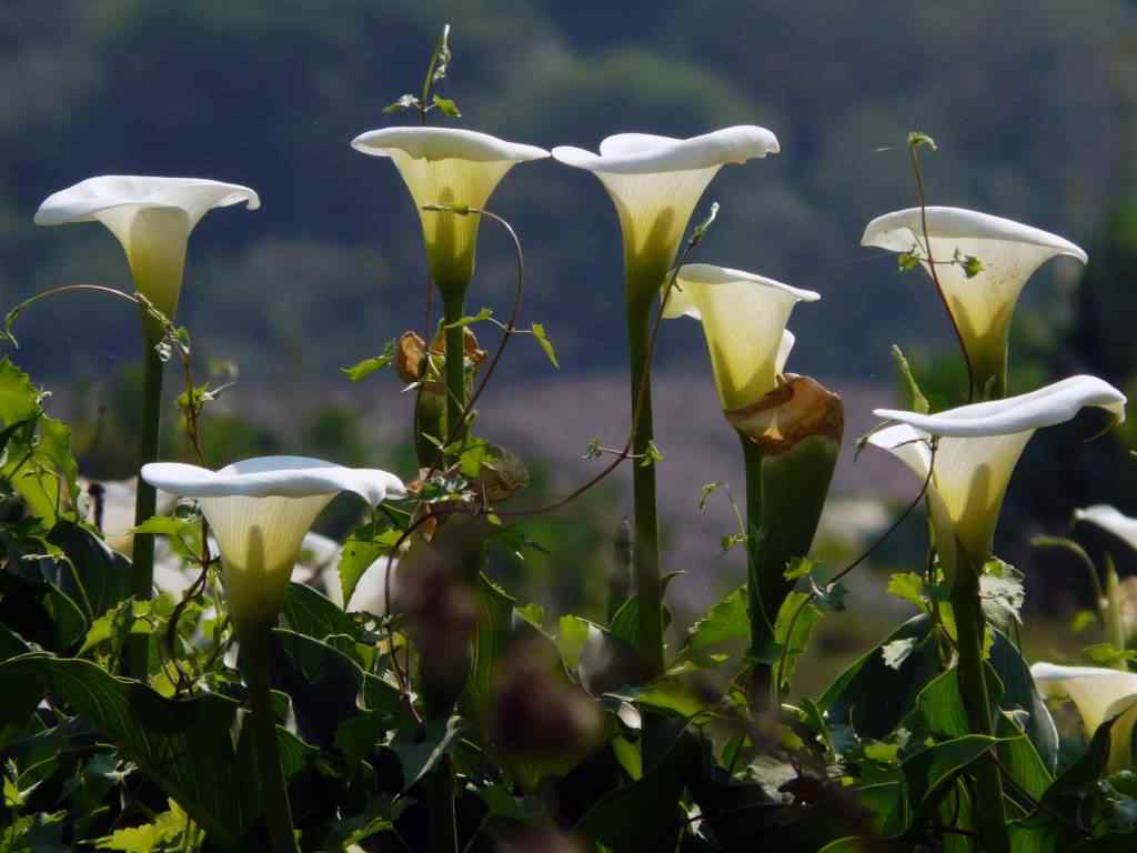Photo de fleur en Argentine