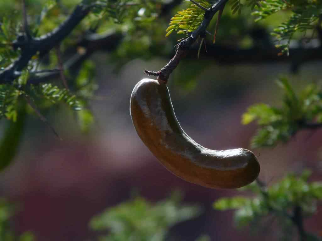 Photo de fleur en Argentine