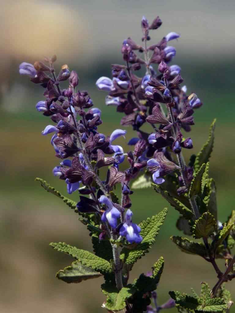 Photo de fleur en Argentine
