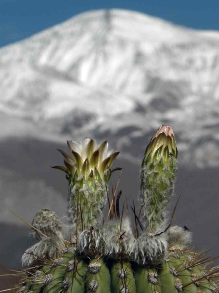 Photo de fleur en Argentine